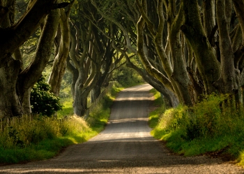 The Road Leads On - Black Hedges, Northern Ireland